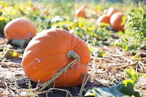 梦见吃方瓜,方瓜美食之旅