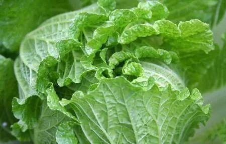 痛风可以吃白瓜吗,白瓜的适宜摄入与禁忌