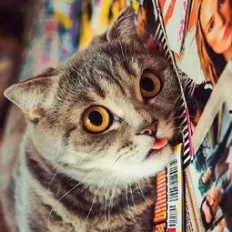 豹猫大战吃瓜猴子