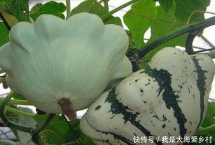 飞碟瓜可以吃吗,揭秘其神秘外观与食用价值