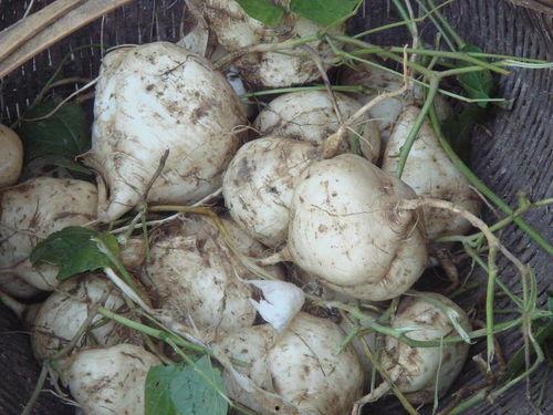 土瓜宝宝可以吃么,土瓜宝宝适宜食用指南