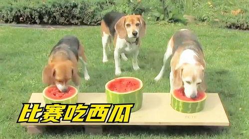 狗狗吃瓜国外,探索狗狗吃瓜的趣味瞬间