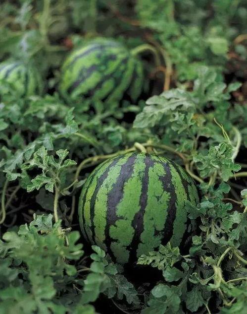 好朋友分享吃瓜,揭秘娱乐圈幕后真相