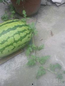 无敌洋俱乐部吃瓜