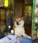 吃瓜小狗表情,揭秘网络热梗背后的趣味与智慧