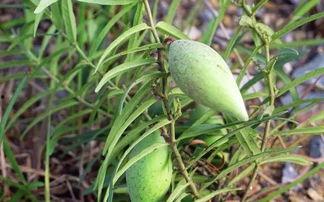 冒雨童年吃瓜,瓜香四溢的甜蜜回忆